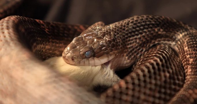 close up and selective focus shot of rat snake head with cloudy eyes during snake shedding feeding on a mouse, the snake is trying to swallow the rat