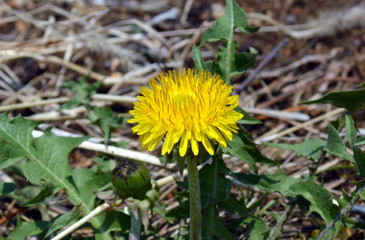 Early spring dandelion on background of green leaves and dry grass