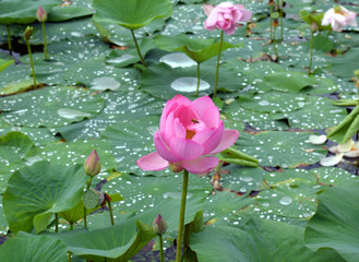 Far Eastern lotus Komarova with bright pink petals on the background of the lotuses lake, green...