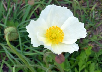 Fototapeta premium Flower of white poppy on a background with green leaves and grass on a summer day