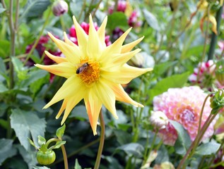 Yellow flower of Dahlia on a background of flowers and green leaves