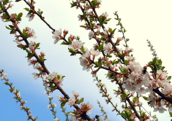 Cherry blossoming branches with white flowers on the blue sky background on spring day