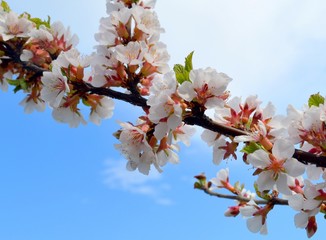 Blooming branch of cherry tree on a blue sky background