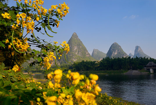 Chinese Senna yellow flowers and seed pods on the Li river with karst peaks at Yangshuo China
