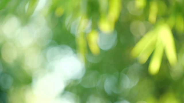 abstract nature fresh green leaf bokeh under the tree background , 4k Dci resolution