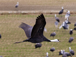 Crane in flight