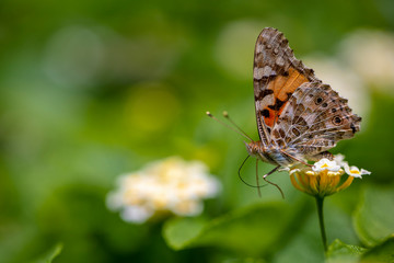 Green nature background. Closeup view of a butterfly on a flower. Image