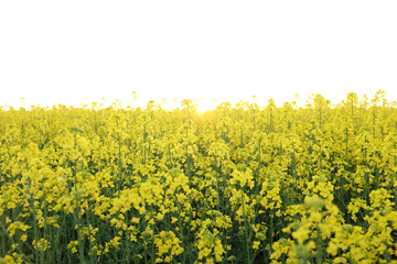 Obraz premium Oilseed rape, Czech Republic