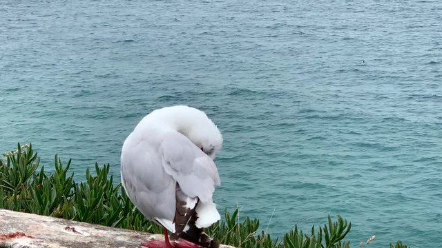 A close up of the Red Billed Sea Gull pruning itself close to the sea. This bird is native to New Zealand.