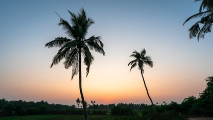 Sunset on the beach of Goa state, India. Palms silhouettes on setting sun background. Panorama. 