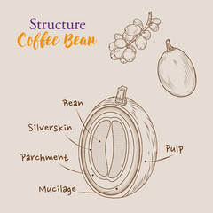 Hand Drawn outline coffee beans, the structure of coffee bean with vintage flat and engraved style, Isolated coffee bean.