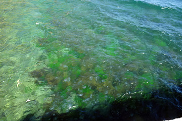 jellyfish in coastal shallow sea wave