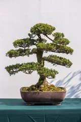 Fotobehang Bonsai Curved bonsai pine tree against white wall in China  © LP2Studio