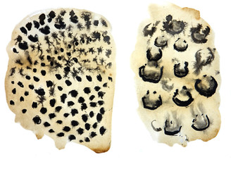 a set of watercolor patterns for coloring the skins of big cats