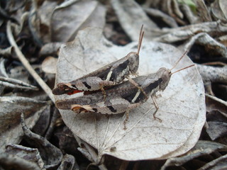 Grasshopper mating. Grasshoppers are insects of the suborder Caelifera in the order Orthoptera. 