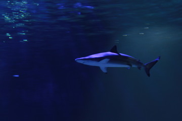 Tiburón desde abajo