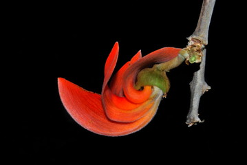 Palas, Flame of the Forest,  Hindi: Palash, Botanical name: Butea monosperma    Family: Fabaceae 