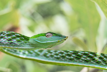 Vine snake, Ahaetulla nasuta at Agumbe. (Karnataka, India)