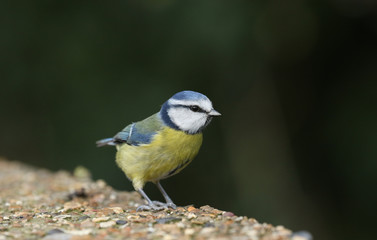 A sweet Blue Tit, Cyanistes caeruleus, perched on a concrete bridge.