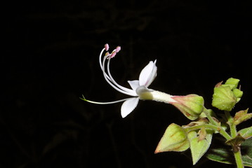 Bhandiara, Clerodendrum spp., at Agumbe. (Karnataka, India)