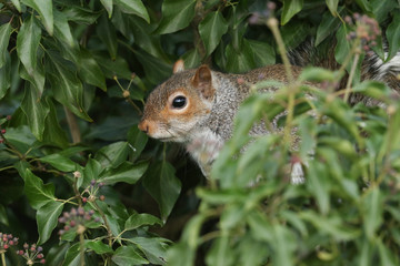 A cute Grey Squirrel, Scirius carolinensis, sitting in an Ivy bush looking around curiously.