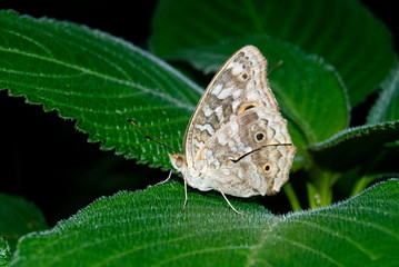 Name: Painted lady Scientific Name: vanessa cardui Location: Mulashi, Pune. 