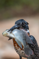 Bird v fish - a giant kingfisher - Megaceryle maximus - with a huge redbreast tilapia - Coptodon rendalli - it caught in the Sabie River in the Kruger National Park in South Africa