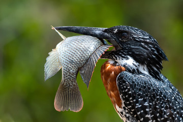 Bird v fish - a giant kingfisher - Megaceryle maximus - with a huge redbreast tilapia - Coptodon rendalli - it caught in the Sabie River in the Kruger National Park in South Africa