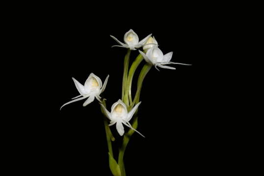 Name : Chikarkanda  Scientific Name: Habenaria grandifloriformis Location: Sinhagad, Pune Description: One of the common ground orchid on hill slopes of Sahyadri region during monsoon season.