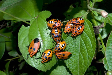 Name : Hitler bug Location: Pune. Description: Bugs generally has a definite plant for egg laying and further development of hatchlings in wild conditions. 