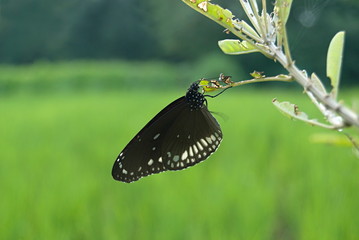 Name : Common crow. Scientific Name: Euploea core Location: Mulashi, pune.Description: It  is a...