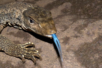 Monitor lizard Scientific Name: Varanus bengalensis Location:Mulshi, Pune. Description: It also known as biawak. 