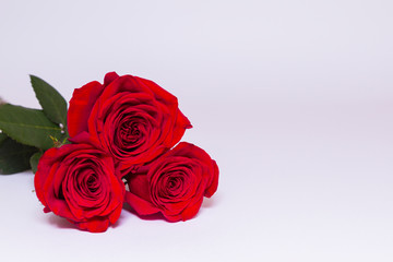 Three red roses with green leaves on white background with copy space. Front view. Greeting concept.