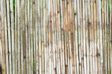 Surface of old and dirty bamboo fence with green leaves penetrating along the space between the stems. for copy space background.