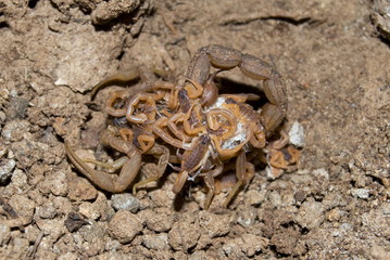 Red scorpion female with young ones Scientific Name: Hotentotta tamulus Location: Bapdev ghat Pune Description: scorpions and their relatives are well known for their parental care 