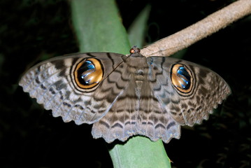 Name : Owl moth Location: Mulashi Pune Description: Common moth in and around pune area, has distinct big eye like spots on back of the wings. Generally found during night. - obrazy, fototapety, plakaty