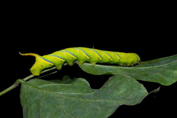 Carolina Sphinx caterpillar  Location: Pune