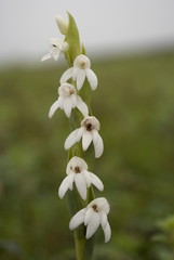 Toothbrush Orchid (Habenaria heyneana)
