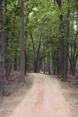 Fototapeta na wymiar Bandhavgarh National Park, Madhaya Pradesh, India