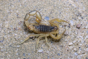 The Indian Red Scorpion (Hottentotta tamulus)