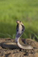 SPECTACLED COBRA. Naja naja. Venomous, common.