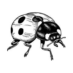 Ladybug hand drawn vector illustration. Isolated on white background black ink outline. Cute insect. Element for design. © Ekonst