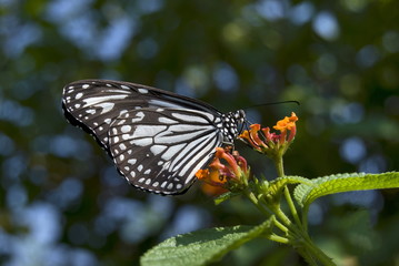 THE GLASSY TIGER Parantica aglea