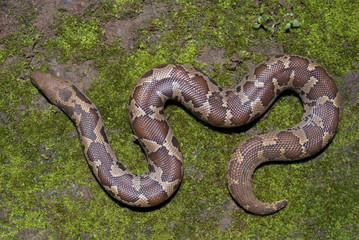 COMMON SAND BOA. Gongylophis conucus. non venomous, common