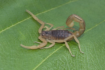 The Indian red scorpion (Hottentotta tamulus), Sinhagad, Pune