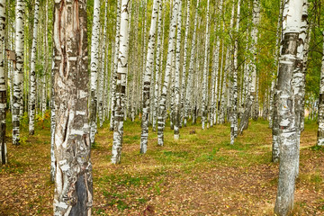 Obraz premium Grove of Birch Trees on Autumn Nature Day View. Outdoor Image of Tree Trunks in Local City Park without People. Forest Park Scenic Landscape