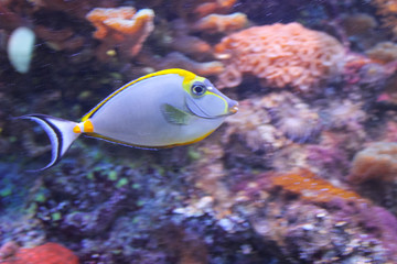 Fototapeta na wymiar Wonderful tropical fish in a large aquarium