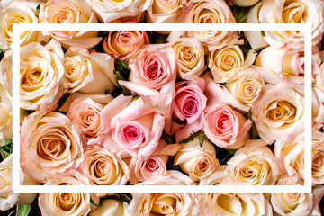 white and pink roses upper view background with white frame ready for desing and place for your text