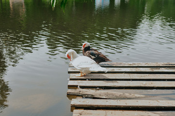 wild waterfowl white and brown plumed ducks walk on the pond in their natural environment. Protection and care of the environment and birds