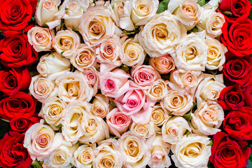 White, pink and red roses upper view backgroung